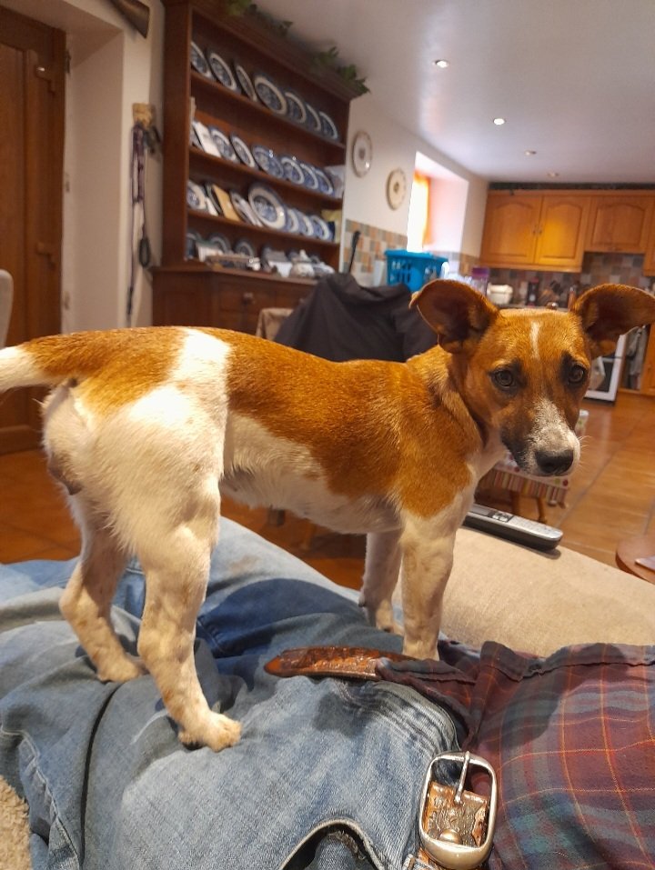 Image of lost pet