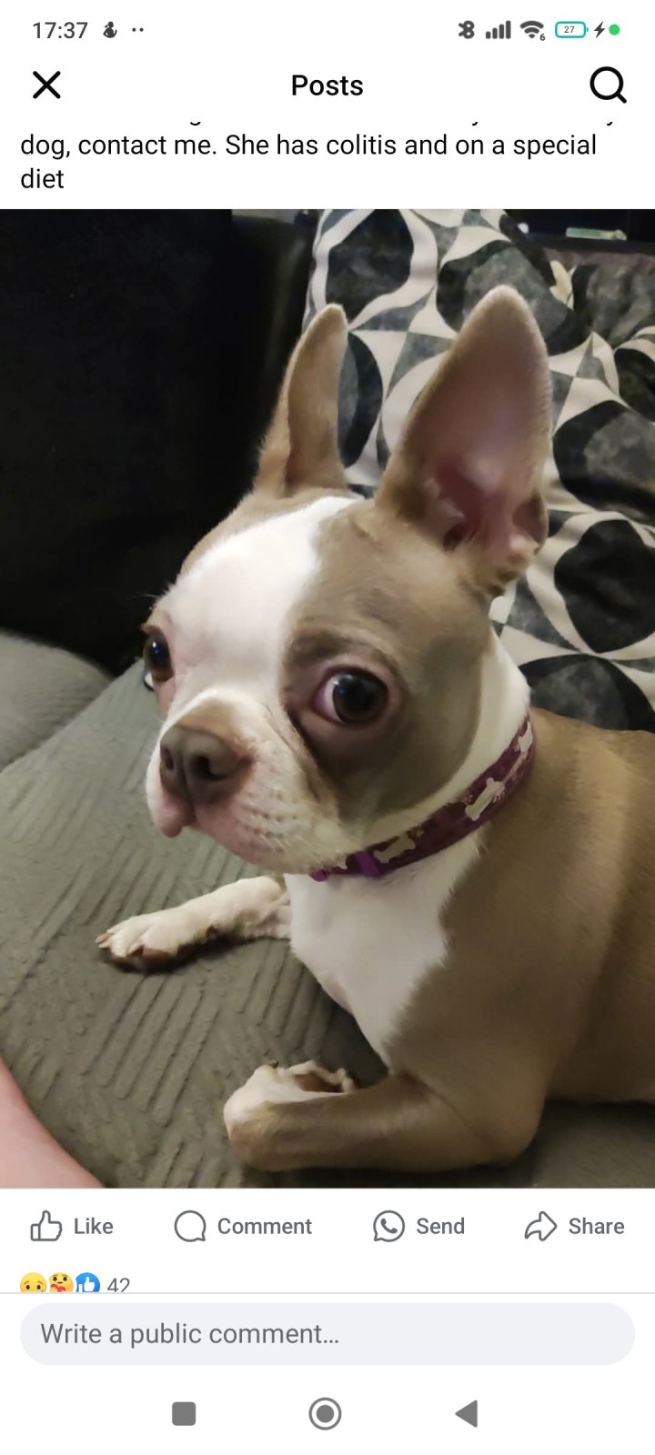 Image of lost pet