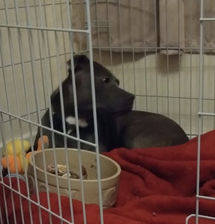 Image of lost pet