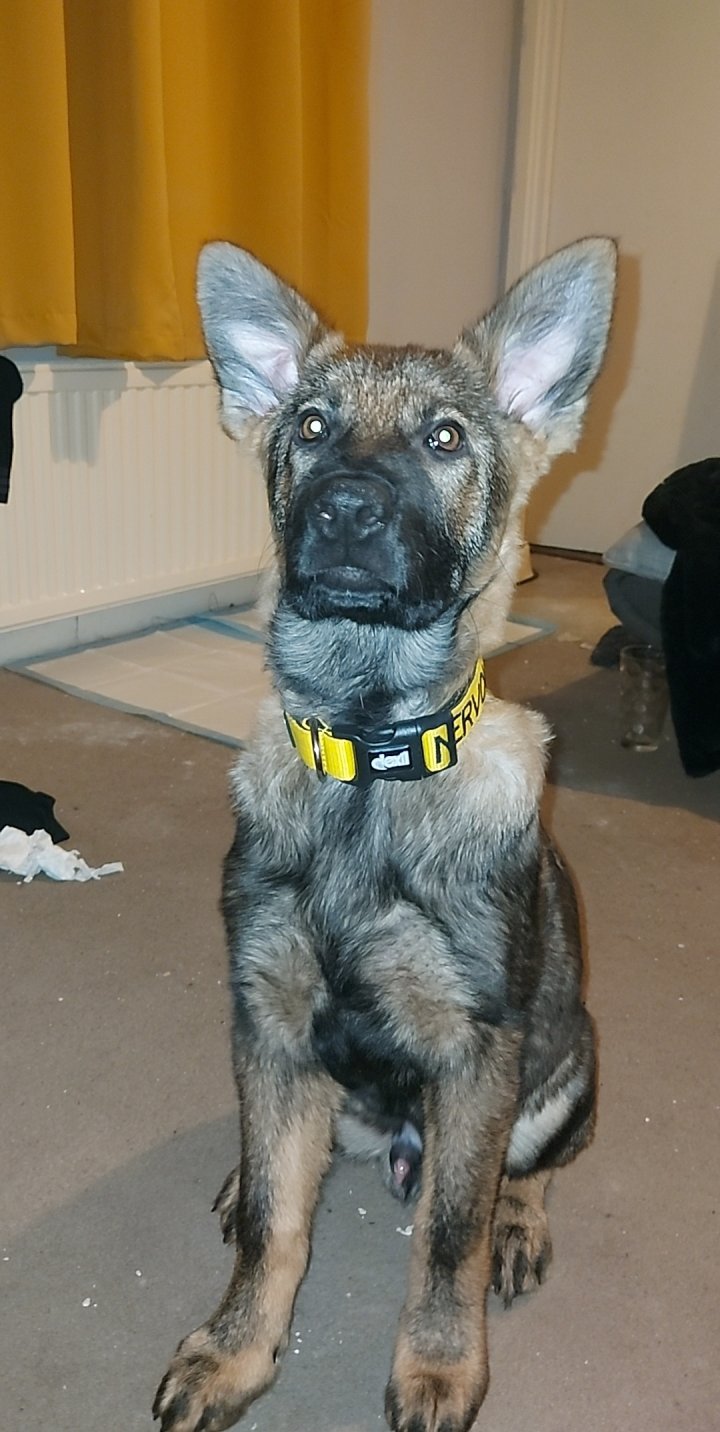 Image of lost pet