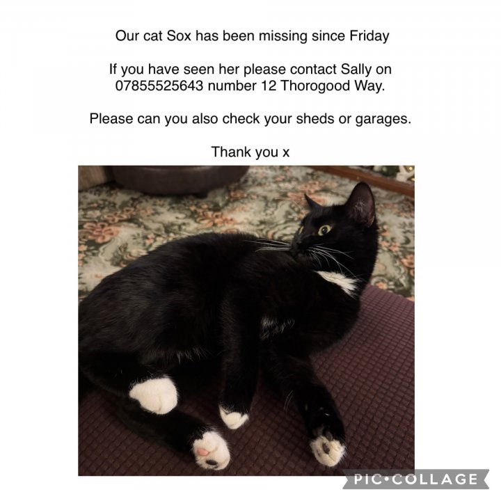Image of lost pet